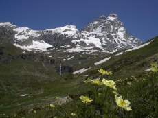 horsk kytiky a Matterhorn