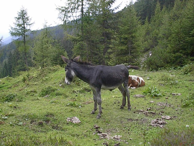 Dal snmek