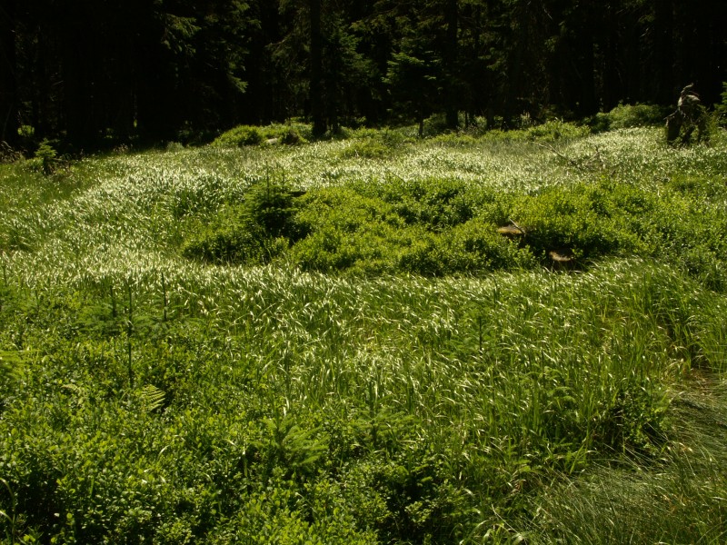 Dal snmek