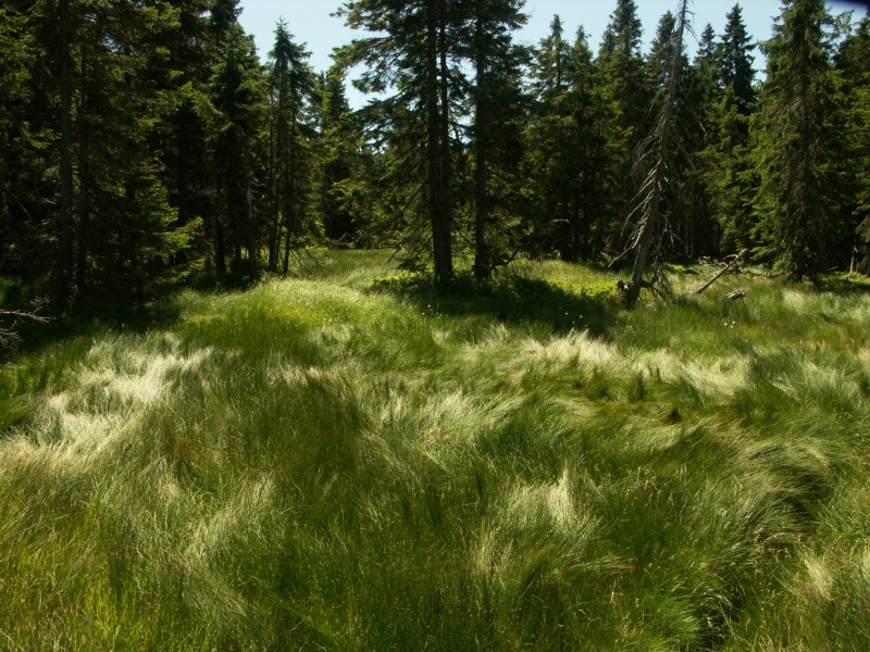 Dal snmek
